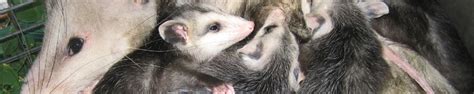 We specialize in the removal of critters from the attic of homes and businesses, and are respected in st. Saint Louis Opossum Removal