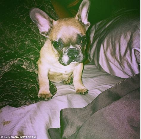 Koji (little one) is a male dog of breed french bulldog (born january 14, 2015). Lady Gaga topless in Instagram snap as she introduces fans ...