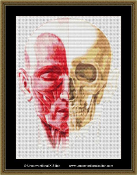 Click here and download the antique anatomy overlays graphic · window, mac, linux · last updated 2021 · commercial licence included ✓. Human anatomy cross stitch pattern chart, Flesh and Bones | Cross stitch patterns, Stitch ...