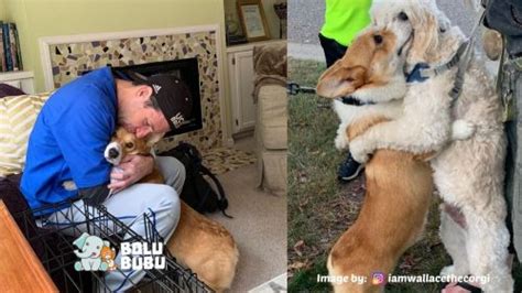 Keadaan ini membuat kenyamanan penyeberang jalan berkurang. Saking Ramahnya, Anjing Corgi Ini Sangat Senang Memeluk ...