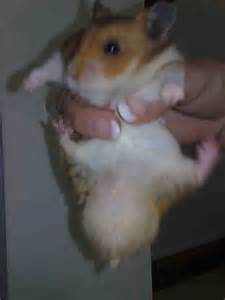 布氏中倉鼠 （ 英语 ： turkish hamster ） (mesocricetus brandti) 哈哈 我養的兩隻小黃金鼠 可愛耶~~ @ Z.O :: 痞客邦