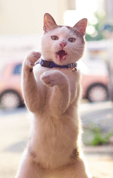Kung fu is circular and angular and works on geometric complexity. Cats Doing Martial Arts