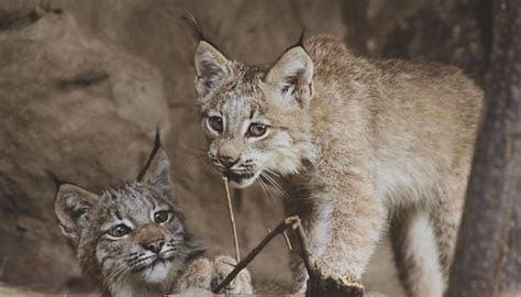 Choose from a wide range of similar scenes. IMG_9 | lynx kittens playing at mn zoo | karirutzen | Flickr