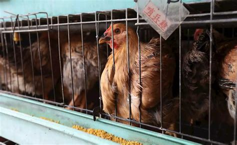 Officials first detected the h5n8 strain a week ago after flocks of birds were found dead in various states. Terkini: China Sahkan Wabak Baru H5N1 Di Hunan, 4,500 Ekor Ayam Mati | Sabah Post