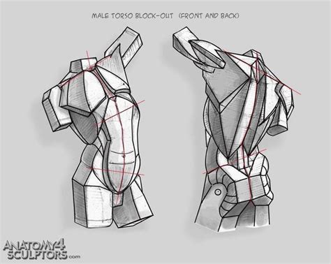 The female torso, usually having more subcutaneous tissue, is softer in appearance, with an overall shape similar to that of a violin. Anatomy Tutorial panosundaki Pin