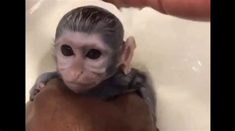 Make a bath pad by putting a clean towel on top of a folded blanket. Bathing a baby monkey - YouTube