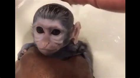 Tiktoks,little monkey taking a shower,little monkey taking a bath,little monkey bath,monkey bath tiktok,monkey showering in sink. Bathing a baby monkey - YouTube