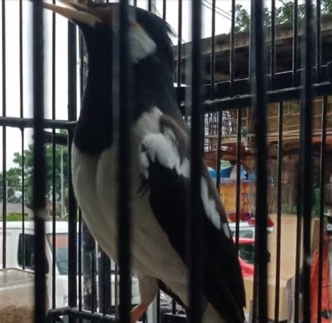 Membuat kotak petarangan (sarang tempat burung bertelur dan mengerami telurnya) untuk burung parkit merupakan proyek yang mudah serta menyenangkan bagi anda. Cara Merawat Jalak Suren Agar Cepat Gacor Bongkar Isian