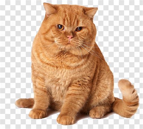 We breed british shorthair golden shaded, and chinchilla colors. British Shorthair Scottish Fold Longhair Bengal Cat ...