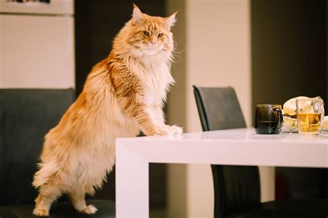 Как отучить кошку лазить на подоконник – 5 способов отучить кошку ...