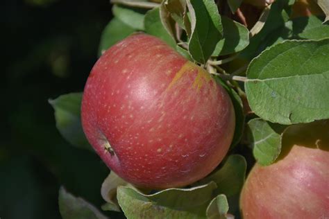 Superb fresh and in pies, sauces, or ciders. Cox's Orange Pippin Apple (Malus 'Cox's Orange Pippin') in ...