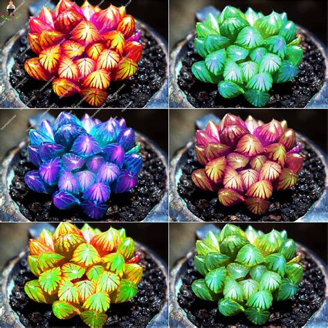 Beauty garden is a place where you not only have interest and excitement at your relaxing time, but also train your attention, practise thinking, the ability to organize and plan your strategies. 100pcs Colorful Cactus bonsai Beautiful Flower bonsai ...