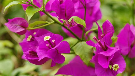 We did not find results for: How to grow vibrant and colourful Bougainvillea | Yates