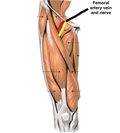 Groin muscles diagram and male area the human body. Wiring And Diagram: Diagram Of Upper Leg Muscles