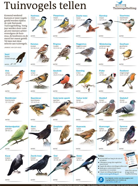 Op 2 en 3 februari organiseert natuurpunt het jaarlijkse telweekend. In Beeld: Tuinvogels tellen (interactief) | Wilde vogels ...