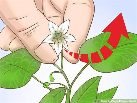 Why & how to prune pepper plants. How to Prune Pepper Plants: 7 Steps (with Pictures) - wikiHow