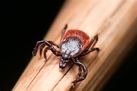 Dog tick vs deer tick nymph. Dog Ticks vs Deer Ticks: What You Need to Know | Backyard Defenders