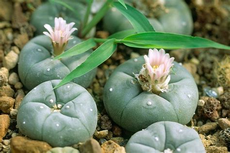 The properties and effects of this sacred plant? 11 Psychedelic Plants You Can Grow But Not Eat!