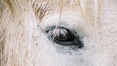 White Horse Close Up Eye Face | HD Wallpapers