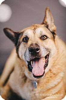 Search for dogs for adoption at shelters near portland, or. 8 Best Adopt Don't Buy... Oregon Dogs Need Homes!!! images ...