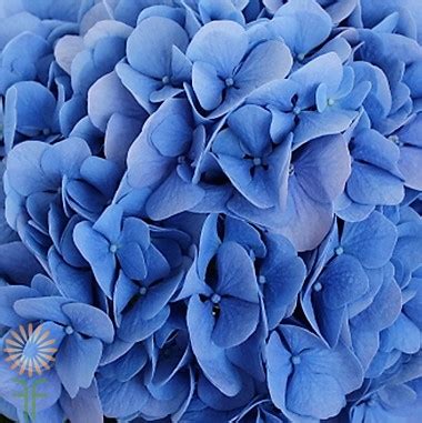 Comprised of small star shaped flowers that bunch together. Dark Blue Hydrangeas | Wholesale Flowers & DIY Wedding Flowers