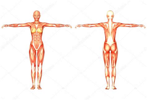 Line body diagram wiring diagram general helper. Female human body front and back | Female Human Body ...