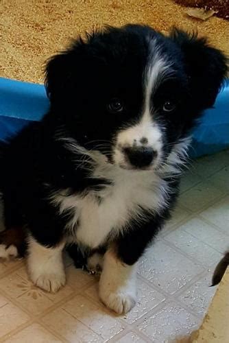 We would love the opportunity to work with you and help you with your next aussie. Miniature Australian Shepherd Puppy for Sale - Adoption ...