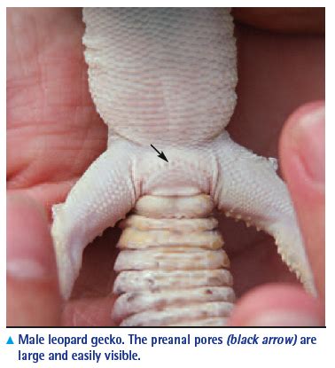 Resep sayur genjer pedas gurih bikin nagih. Gecok Genjer : Male Or Female Leopard Gecko How To Sex ...