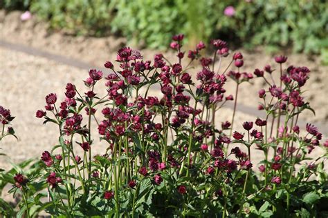 With flower stalks being 25 in. Astrantia major 'Abbey Road' - Zeeuws knoopje - De Tuinen ...