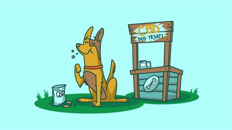 To make long term use affordable or to give cbd to larger animals capsules may be added to food, inserted in a treat, or opened and the powdered contents can be mixed with food. Best CBD Dog Treats and Biscuits - Find the Top Pet Edibles