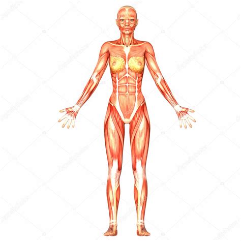Illustrations and lists breakdown this major part of your circulatory system. Female Human Body Anatomy — Stock Photo © Chastity #9162328