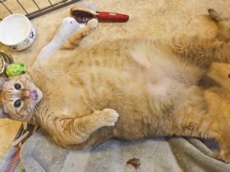 The new york times has described fat cats as symbols of a deeply corrupt campaign finance system riddled with loopholes, with americans seeing them as recipients of the perks of power. Can Someone Please Adopt This 30lb Fat Cat Named "Sponge ...