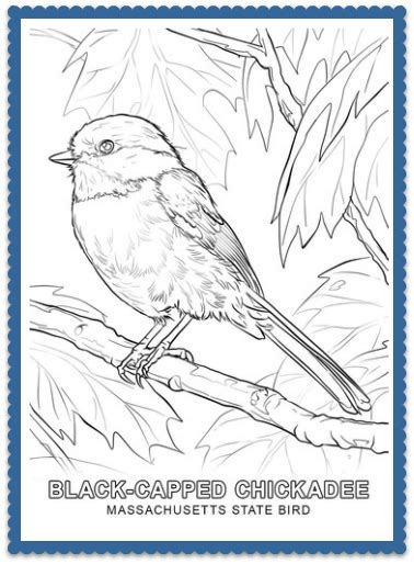 Connecticut state bird activity worksheet coloring page michigan state bird activity worksheet coloring page wisconsin state bird activity worksheet coloring page american robin coloring page (from coloring.ws) what i've learned about the american robin coloring worksheet; State Bird Coloring Pages by USA Facts for Kids | Bird ...