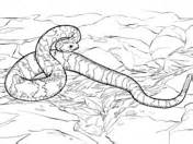 Dreamstime is the world`s largest stock photography community. Snakes coloring pages | Free Coloring Pages