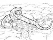 Eastern diamondback rattlesnake coloring page | free. Snakes coloring pages | Free Coloring Pages