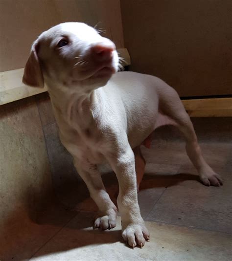 White dobermans face increased risk of diseases and abnormal development of the retina. CREAM AND WHITE DOBERMAN PUPPIES SAN ANTONIO For sale San ...