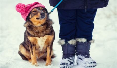 It provides warmth without heating up his once he knows the crate is lovely and warm he will love it. How to Keep A Dog Warm While Camping - Campfire Hacker