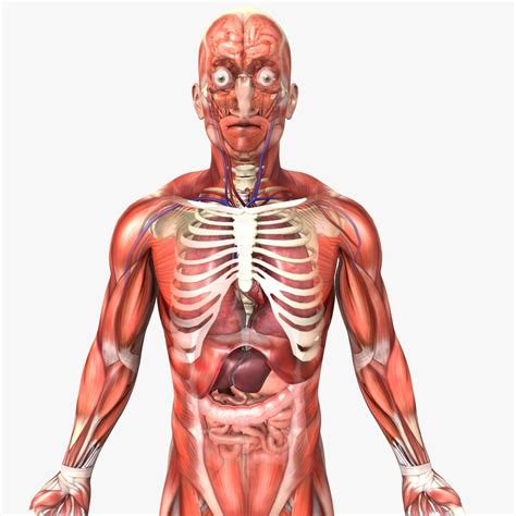 Structures shown are scrotum, testicles, epididymis, spermatic cord, ductus deferens (vas deferens). 3D model Human Male Anatomy | CGTrader