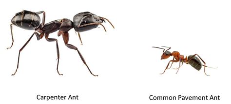 Unlike termites, carpenter ants do not ingest wood. Not All Ants Are Equal Pests--Carpenter Ants vs. Pavement ...