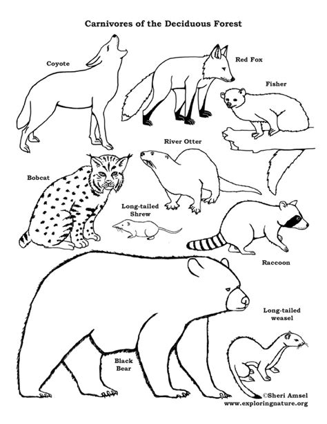 Etake care of their habitats. Carnivores of the Deciduous Forest - Coloring Nature