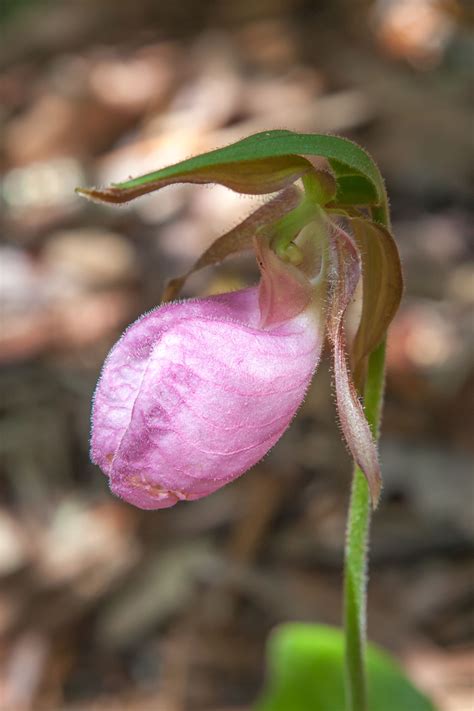 Mix remaining can tomato sauce and italian seasoning in a bowl and pour over stuffed peppers. Pin by Karen Davis on The Swag | Stuffed peppers, Plants, Radish
