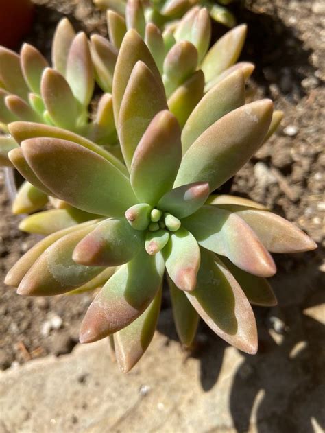 Maybe you would like to learn more about one of these? Graptosedum 'Darley Sunshine' | Etsy in 2020 | Succulents ...