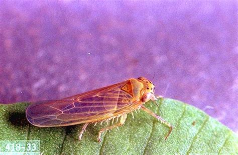 Various insects and mites can damage vegetables in home gardens at all stages of growth. Vegetable crop pests-Leafhopper | Pacific Northwest Pest ...