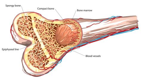 Knowing the signs can aid diagnosis and treatment. A for Effort: Med Student Palpates Patient's Bone Marrow ...