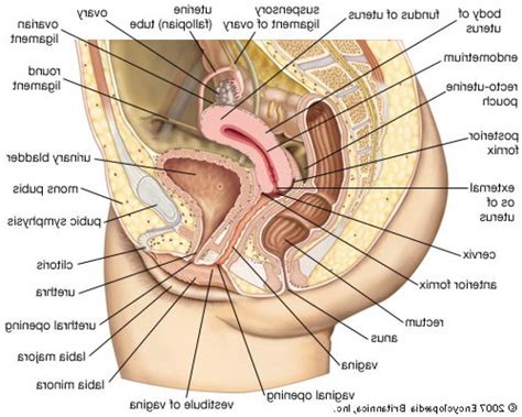 The internal female anatomy begins at the vagina, which is the canal that leads from the vulva to the uterus. Pin on human anatomy study