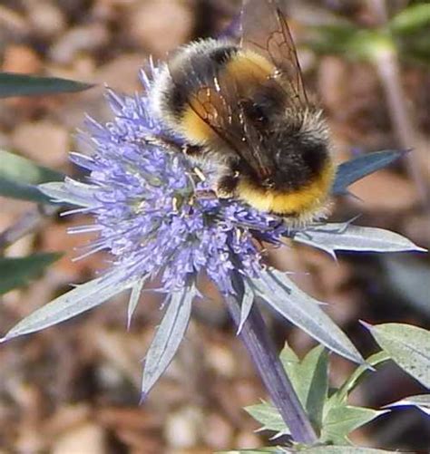 A bumble bee is one of the species of the bee families in the genus bombus, a part of apidae. Do Bee Nests Attract Wasps?