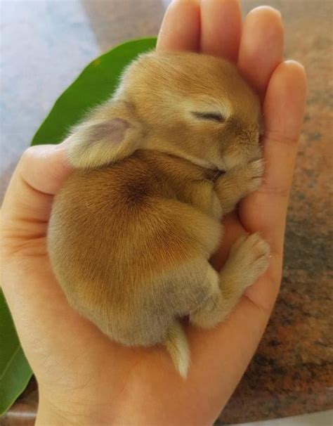 374 51 ostern osterhase ei. 20 verboten süße Kaninchen