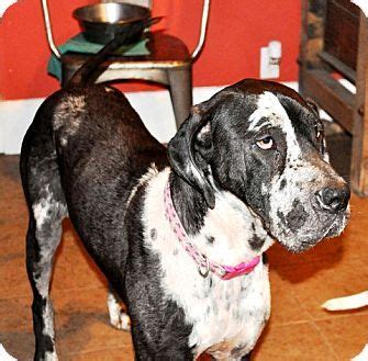 Pet adoption saves the lives of homeless dogs and cats. St. Louis, MO - Great Dane. Meet Daisy a Dog for Adoption ...