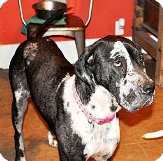 Pet adoption saves the lives of homeless dogs and cats. St. Louis, MO - Great Dane. Meet Daisy a Dog for Adoption ...