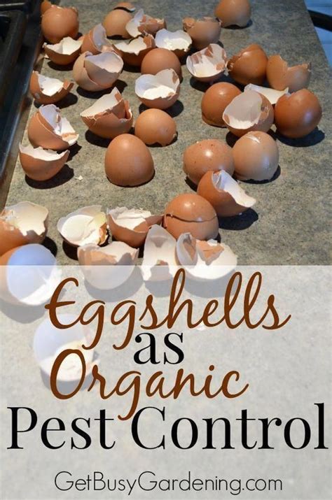 Green thinking to a green award winning company. Using Eggshells as Organic Pest Control | Garden pests ...